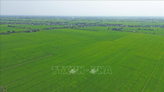 Xã Tân Hiệp, An Giang có xã nhiều diện tích thực hiện Đề án 1 triệu ha lúa chất lượng cao, phát thải thấp. Ảnh: Trần Việt - TTXVN