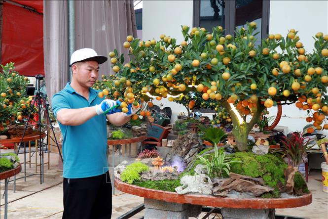 Chủ nhà vườn Trần Ninh (phường Vị Khê, tỉnh Ninh Bình) chỉnh sửa quất tiểu cảnh. Ảnh: Nguyễn Lành – TTXVN 