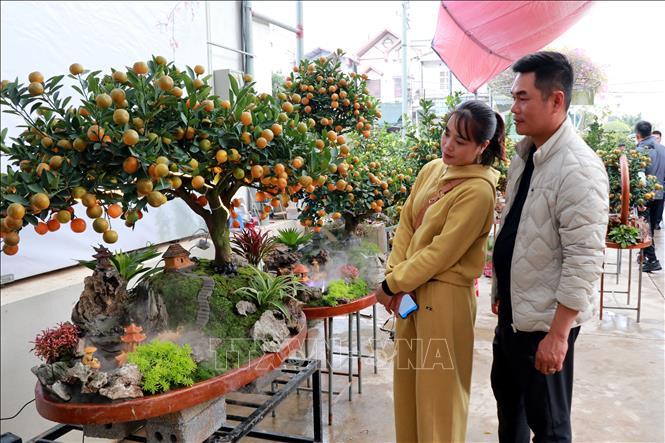 Khách hàng lựa chọn quất trưng Tết. Ảnh: Nguyễn Lành – TTXVN 