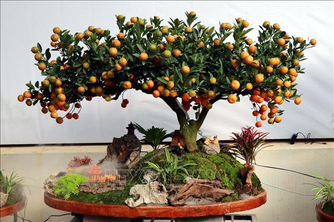 Tác phẩm quất tiểu cảnh trưng bày Tết cổ truyền. Ảnh: Nguyễn Lành – TTXVN 