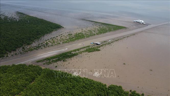 Tỉnh Cà Mau kiến nghị với các bộ, ngành Trung ương là nghiên cứu các cơ chế đặc thù trong quản lý đất rừng và đầu tư kè bảo vệ bờ biển, nhằm tạo điều kiện cho doanh nghiệp tham gia xã hội hóa công tác xử lý sạt lở. Ảnh: Huỳnh Anh - TTXVN