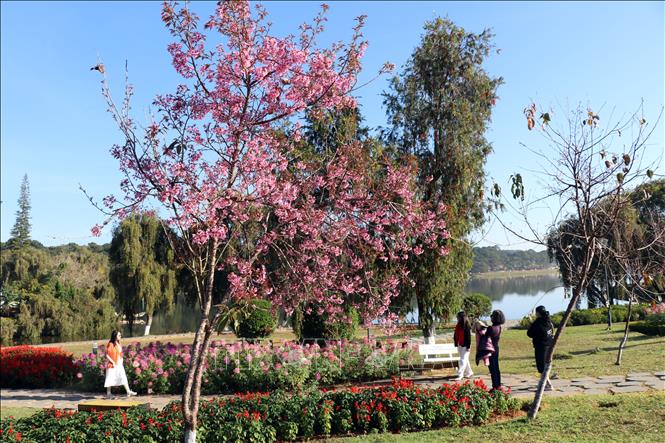 Du khách thưởng làm cây Mai anh đào nở sớm ven hồ Xuân hương. Ảnh: Chu Quốc Hùng - TTXVN