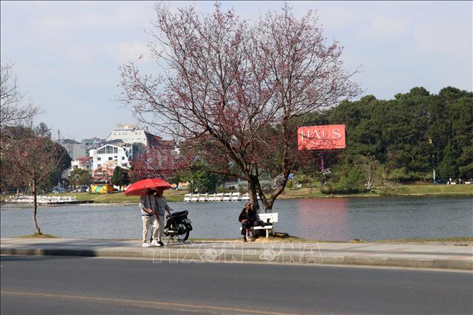 Một trong những cây Mai anh đào đẹp nhất Đà Lạt ven hồ Xuân Hương được nhiều người chờ ngóng hoa bung nở. Ảnh: Chu Quốc Hùng - TTXVN
