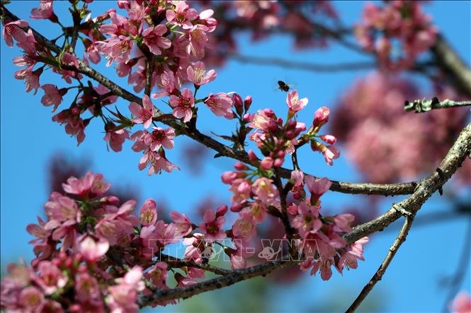 Mai anh đào là giống cây rừng, được đưa về trồng trên đường phố Đà Lạt làm cảnh từ nhiều thập kỷ trước. Ảnh: Chu Quốc Hùng- TTXVN
