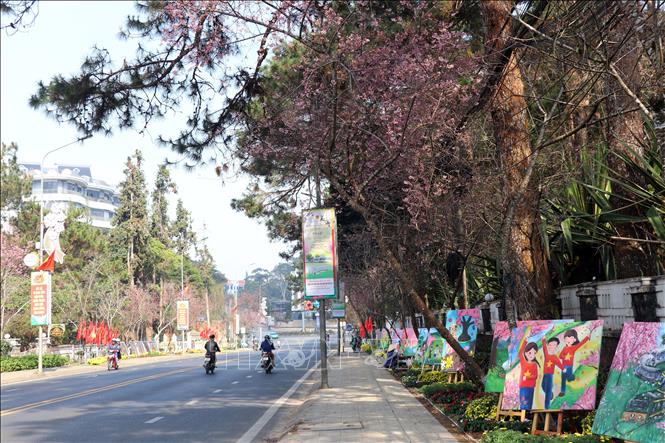 Triển lãm tranh thiếu nhi trong Lễ hội Mai anh đào trên đường Trần Hưng Đạo. Ảnh: Chu Quốc Hùng- TTXVN