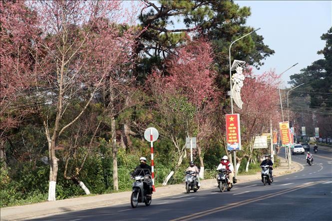 Đường Trần Hưng Đạo bung nở hàng Mai anh đào trước tết. Ảnh: Chu Quốc Hùng- TTXVN