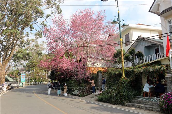 Một góc phố Cô Giang thu hút giới trẻ về ngắm cây Mai anh đào nở sớm. Ảnh: Chu Quốc Hùng- TTXVN