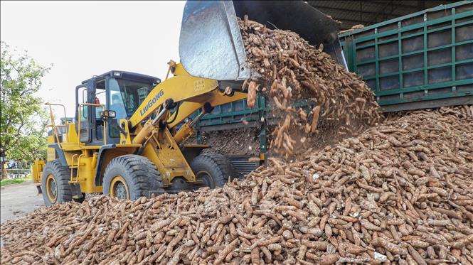 Khoai mì đóng góp quan trọng vào giá trị sản xuất nông nghiệp của tỉnh Tây Ninh. Ảnh: Giang Phương – TTXVN