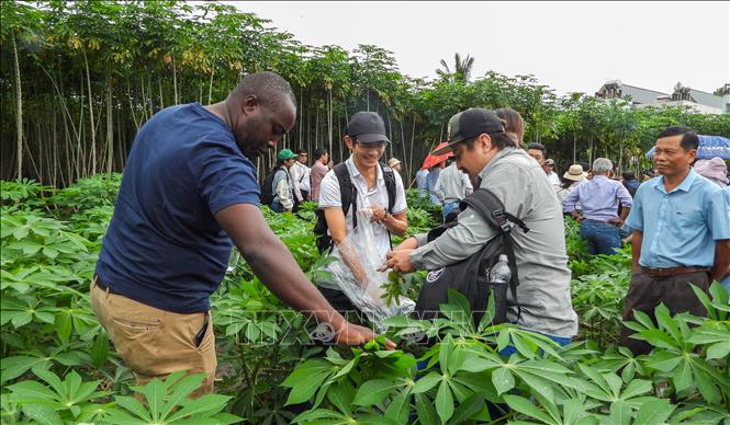 Chuyên gia quốc tế khảo sát các giống khoai mì chất lượng cao trên đồng ruộng Tây Ninh. Ảnh: Giang Phương – TTXVN