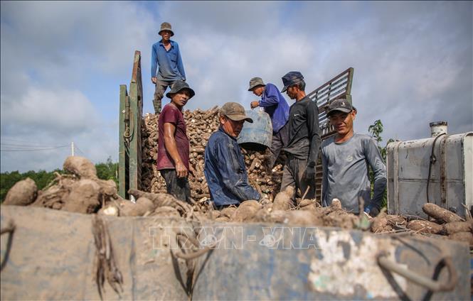 Từ cây khoai mì, đời sống người dân nông thôn Tây Ninh ngày càng được cải thiện. Ảnh: Giang Phương – TTXVN
