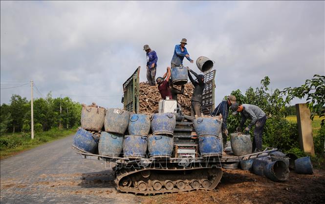 Thu hoạch khoai mì bằng cơ giới giúp giảm chi phí, nâng cao hiệu quả sản xuất. Ảnh: Giang Phương – TTXVN