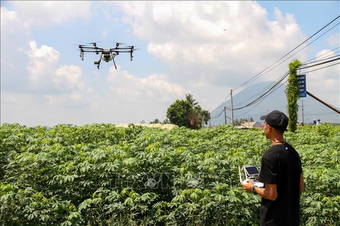 Tây Ninh đẩy mạnh ứng dụng khoa học – công nghệ trong chăm sóc cây khoai mì. Ảnh: Giang Phương – TTXVN