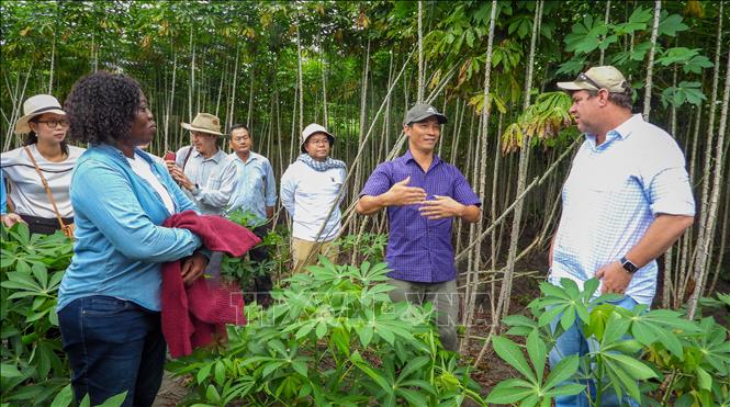 Đoàn công tác quốc tế tìm hiểu quy trình trồng khoai mì bền vững tại Tây Ninh. Ảnh: Giang Phương – TTXVN