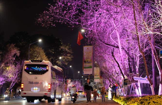 Dọc hai bên đường Trần Hưng Đạo dài khoảng 2km được trang hoàng thêm đèn chiếu sáng để người dân, du khách có thể thưởng lãm hoa Mai anh đào vào ban đêm. Ảnh: Nguyễn Dũng – TTXVN