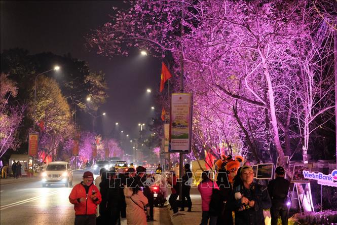 Người dân và du khách thưởng lãm hoa Mai anh đào tại không gian “Đường hoa ánh sáng, nghệ thuật” trên đường Trần Hưng Đạo (phường Xuân Hương – Đà Lạt, Lâm Đồng) tối 27/1. Ảnh: Nguyễn Dũng – TTXVN