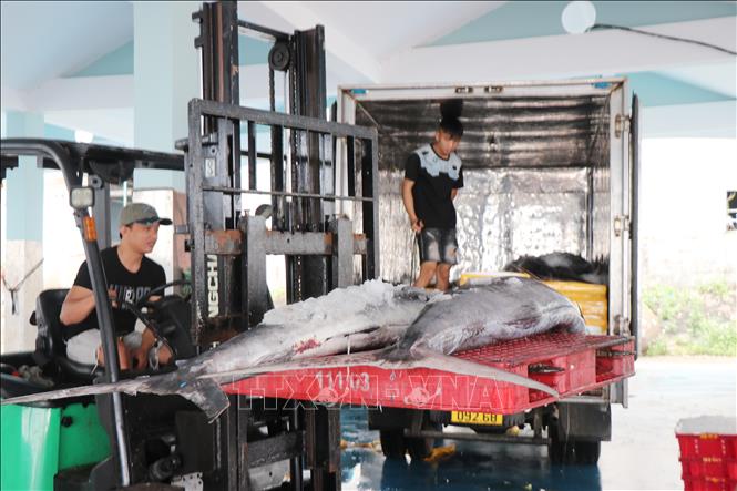 Thương lái cân cá tại cảng cá Tịnh Hòa. Ảnh: Phạm Cường-TTXVN