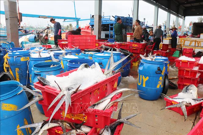 Ngư dân Quảng Ngãi đã thu hái đậm lộc biển trở về cảng cá Tịnh Hòa. Ảnh: Phạm Cường-TTXVN