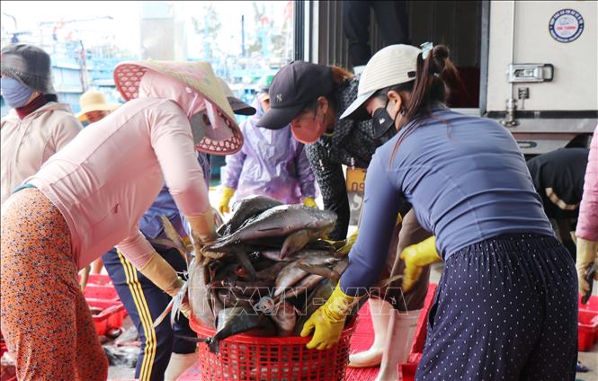 Thương lái cân cá tại cảng cá Tịnh Hòa. Ảnh: Phạm Cường-TTXVN