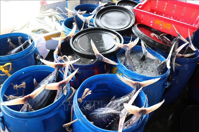 Ngư dân Quảng Ngãi đã thu hái đậm lộc biển trở về cảng cá Tịnh Hòa. Ảnh: Phạm Cường-TTXVN