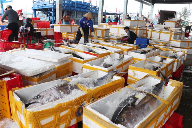 Ngư dân Quảng Ngãi đã thu hái đậm lộc biển trở về cảng cá Tịnh Hòa. Ảnh: Phạm Cường-TTXVN