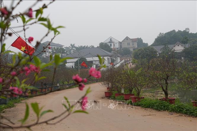 Nhờ nghề trồng đào giúp người dân xã Hy Cương có thu nhập ổn định, xây dựng nhà cửa khang trang. Ảnh: Nguyễn Thảo-TTXVN