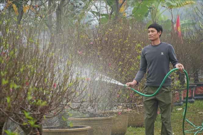 Người trồng đào Làng Nhà Nít, xã Hy Cương (Phú Thọ) chăm sóc đào chuẩn bị cho vụ Tết. Ảnh: Nguyễn Thảo - TTXVN