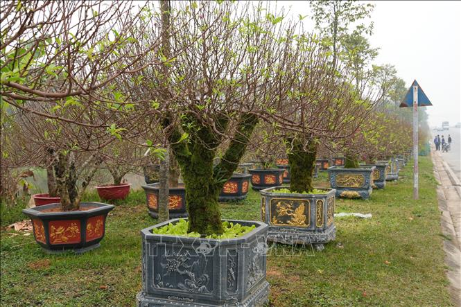 Những chậu đào thế phục vụ thị trường Tết. Ảnh: Nguyễn Thảo - TTXVN