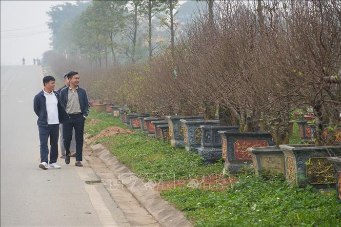 Hàng nghìn gốc đào thế được bày bán trên đường Nguyễn Tất Thành (Phú Thọ), thu hút nhiều khách đến xem và lựa chọn. Ảnh: Nguyễn Thảo - TTXVN
