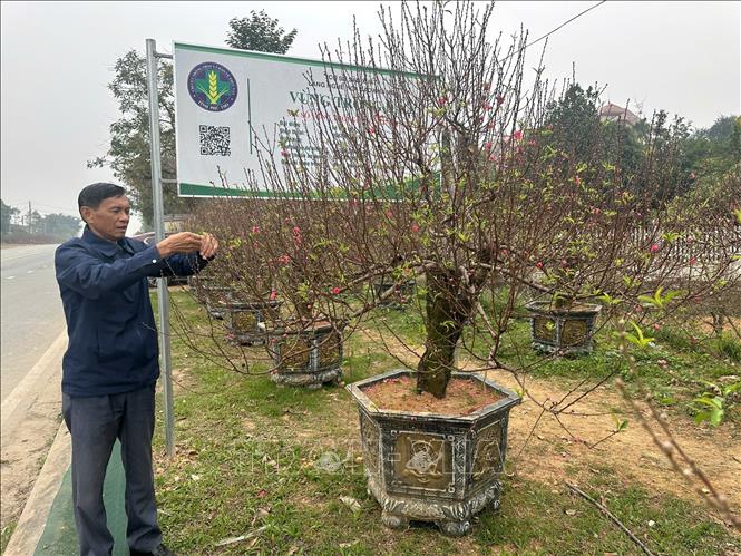 Vùng trồng đào Nhà Nít, xã Hy Cương, tỉnh Phú Thọ đã được tỉnh cấp mã số vùng trồng, giúp truy xuất nguồn gốc và nâng cao giá trị sản phẩm. Ảnh: Nguyễn Thảo - TTXVN
