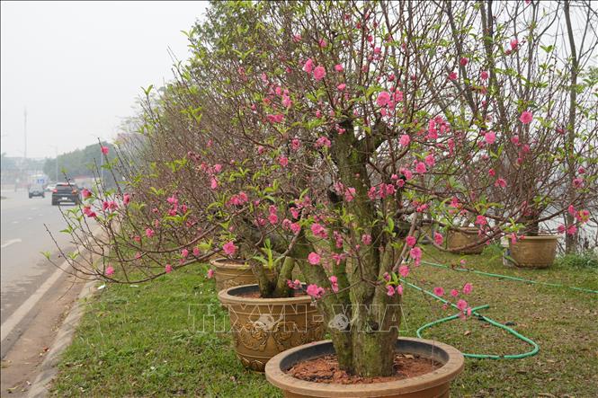  Những gốc đào làng đào Nhà Nít bung nở, chờ khách đến mua. Ảnh: Nguyễn Thảo - TTXVN