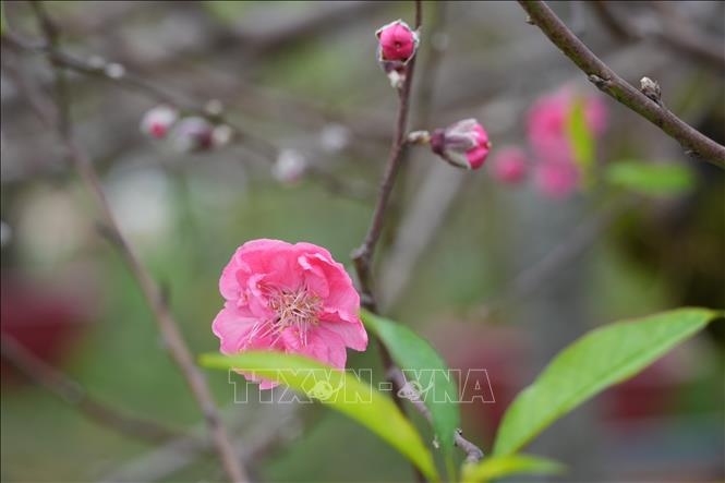 Hoa đào Làng Nhà Nít (Phú Thọ) nở bền, màu sắc hài hòa. Ảnh: Nguyễn Thảo - TTXVN