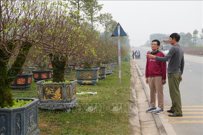 Khách hàng lựa chọn đào để trưng Tết. Ảnh: Nguyễn Thảo - TTXVN