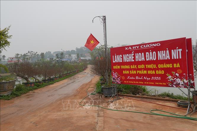 Làng trồng đào Nhà Nít sẵn sàng cho vụ Tết. Ảnh: Nguyễn Thảo - TTXVN