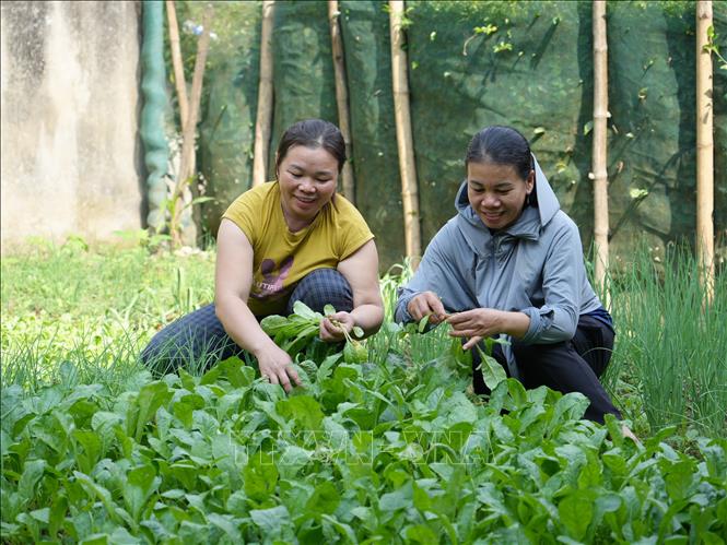 Việc triển khai mô hình vườn rau sạch tại các bản làng miền núi như Chôm Lôm, xã Châu Khê đã giúp người dân chủ động nguồn thực phẩm sạch. Ảnh: Bích Huệ - TTXVN