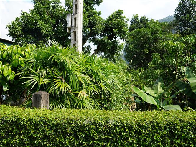 Ủy ban MTTQ xã Châu Khê đã hỗ trợ hơn 3.000 cây giống cho các thôn bản để thay thế các hàng rào bê tông cứng nhắc, hoặc hàng rào tạm bợ thành hàng rào bằng cây mận hảo xanh mướt. Ảnh: Bích Huệ - TTXVN