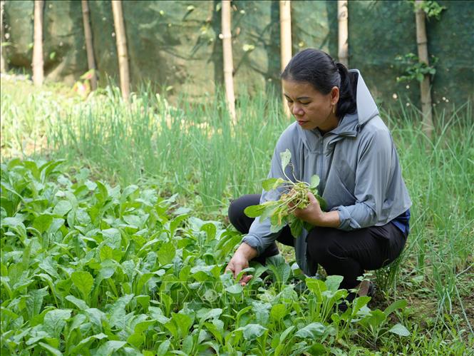Chăm sóc vườn rau mô hình “Vườn rau sạch, hàng rào xanh” tại các xã miền núi Nghệ An. Ảnh: Bích Huệ - TTXVN