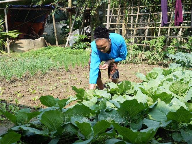Bà Hà Thị Hải, bản Chôm Lôm, xã Châu Khê (Nghệ An) chăm sóc vườn rau. Ảnh: Bích Huệ - TTXVN