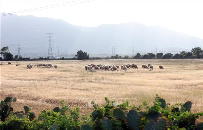 Trang trại điện gió và điện mặt trời của Trung Nam Group tại Thuận Nam, tỉnh Khánh Hòa. Ảnh: Đặng Tuấn - TTXVN 