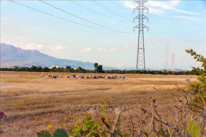 Trang trại điện gió và điện mặt trời của Trung Nam Group tại Thuận Nam, tỉnh Khánh Hòa. Ảnh: Đặng Tuấn - TTXVN 