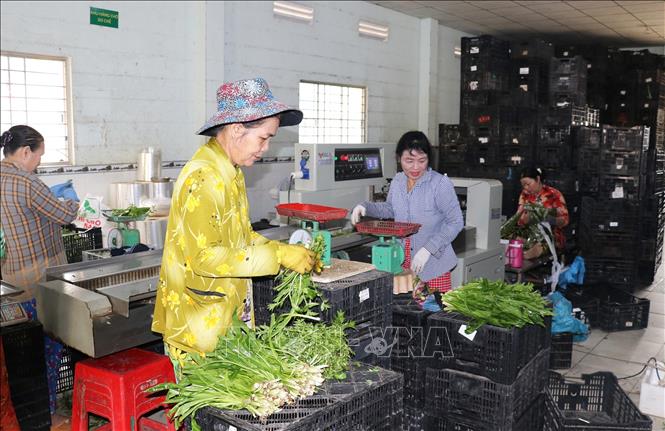 Nhân công xử lý rau để đưa vào hệ thống đóng gói tự động ở Hợp tác xã nông nghiệp tổng hợp Hòa Thạnh, xã Long Bình, tỉnh Đồng Tháp. Ảnh: Hữu Chí - TTXVN