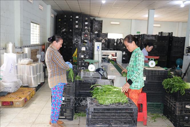 Hợp tác xã nông nghiệp tổng hợp Hòa Thạnh, xã Long Bình, tỉnh Đồng Tháp, giải quyết 40 lao động thường xuyên. Ảnh: Hữu Chí - TTXVN