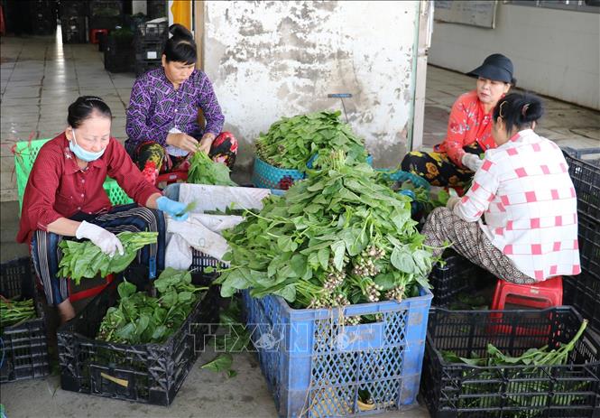 Người lao động tham gia sơ chế rau trước khi đưa vào đóng gói. Ảnh: Hữu Chí - TTXVN