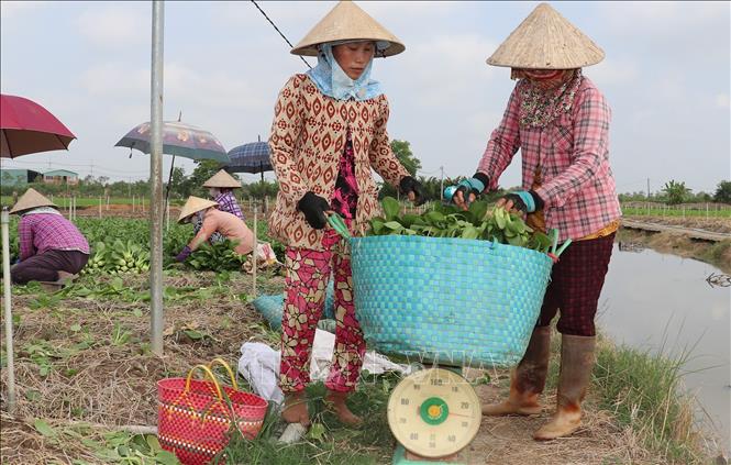 Người lao động cân rau sau khi thu hoạch để tính thu nhập cho giờ lao động. Ảnh: Hữu Chí - TTXVN
