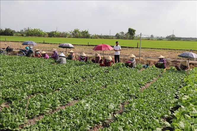 Hàng ngày, việc thu hoạch rau thu hút hàng chục lao động tham gia. Ảnh: Hữu Chí - TTXVN