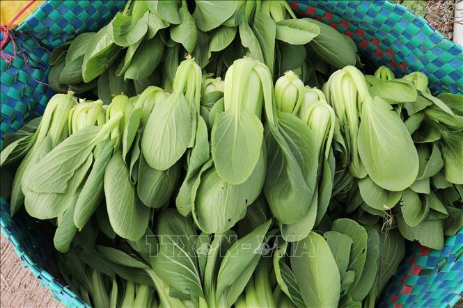 Cải thìa sau khi được người lao động nhổ, cắt rễ để đóng gói. Ảnh: Hữu Chí - TTXVN