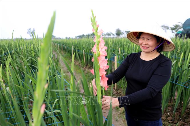 Ngoài trồng sen, Hợp tác xã Hoa sen Vân Đài (xã Hồng Minh) còn trồng các loại hoa lay ơn, hoa đỗ quyên, hoa trà…mang lại giá trị kinh tế và nâng cao giá trị trên diện tích canh tác. Ảnh: Thế Duyệt – TTXVN