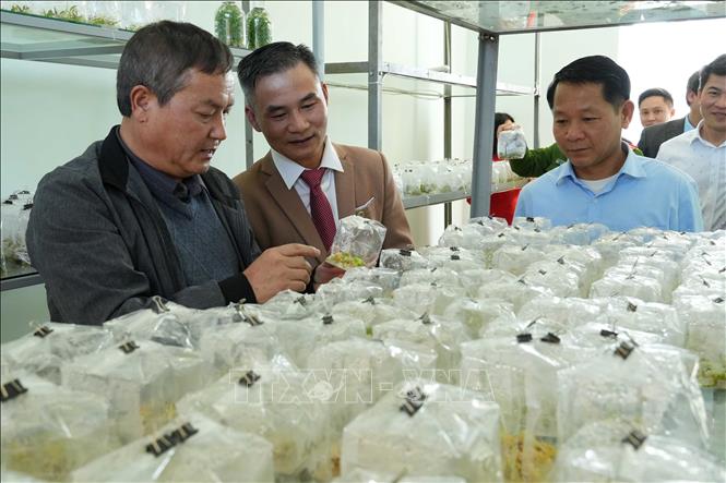 Các đại biểu tham quan Phòng cấy mô tế bào thực vật tại Trung tâm. Ảnh: Nguyễn Oanh - TTXVN