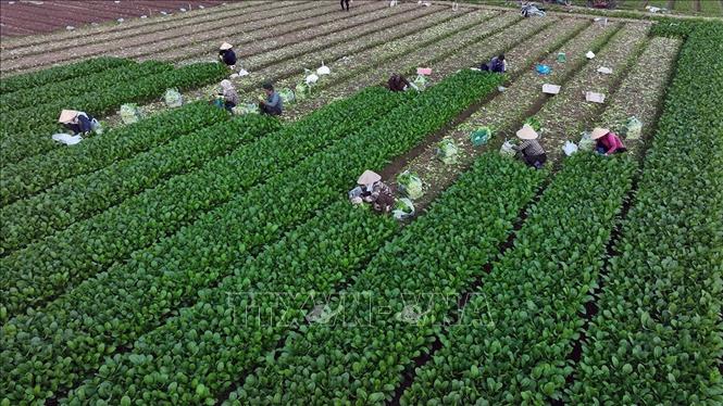 Thu hoạch rau phục vụ thị trường ở HTX Sản xuất kinh doanh dịch vụ nông nghiệp Văn Đức, xã Bát Tràng, thành phố Hà Nội. Ảnh: Vũ Sinh - TTXVN
