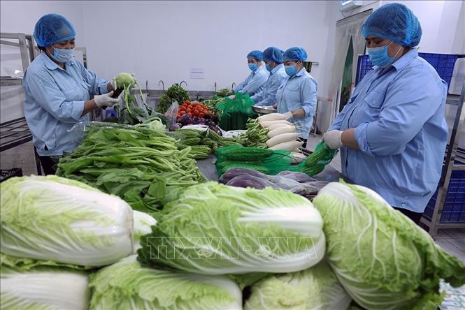Sơ chế, đóng gói sản phẩm rau, củ, quả phục vụ thị trường ở HTX Sản xuất kinh doanh dịch vụ nông nghiệp Văn Đức, xã Bát Tràng, thành phố Hà Nội. Ảnh: Vũ Sinh - TTXVN