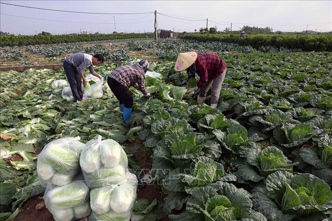 Thu hoạch rau phục vụ thị trường ở hộ dân Nguyễn Văn Hùng, hộ thành viên sản xuất của HTX Sản xuất kinh doanh dịch vụ nông nghiệp Văn Đức, xã Bát Tràng, thành phố Hà Nội. Ảnh: Vũ Sinh - TTXVN